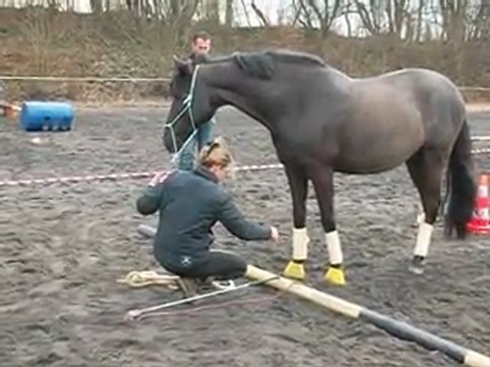 2012-03-11 Equifeel Julie va et vient