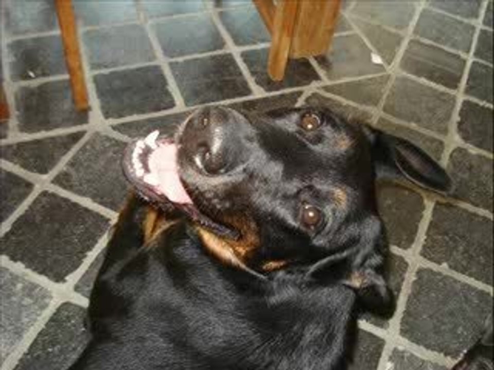 mes chiens enfin presque