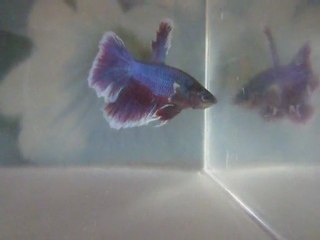 mâle (1) salamander né le 28 juillet 2011