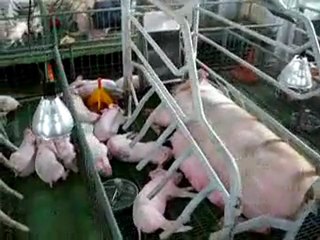 Ambiente en Maternidad 🏥