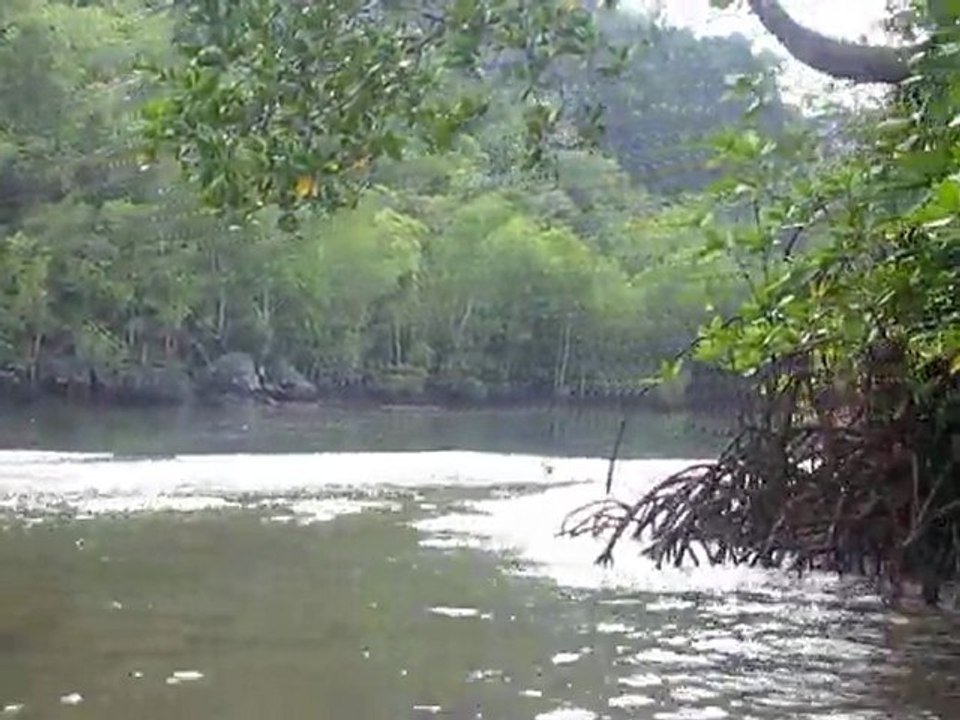 langkawi mangrove tour 1