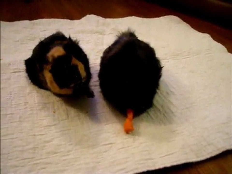 Our two guinea pigs, Melody & Harmony, having a tug-of-war with a carrot