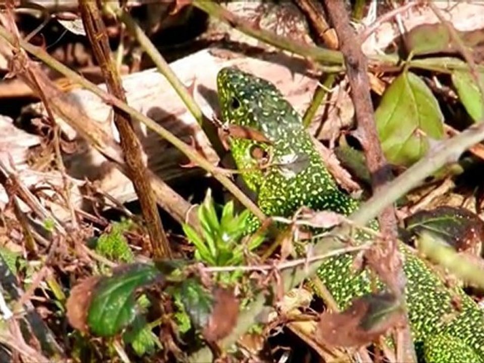 Lézard vert