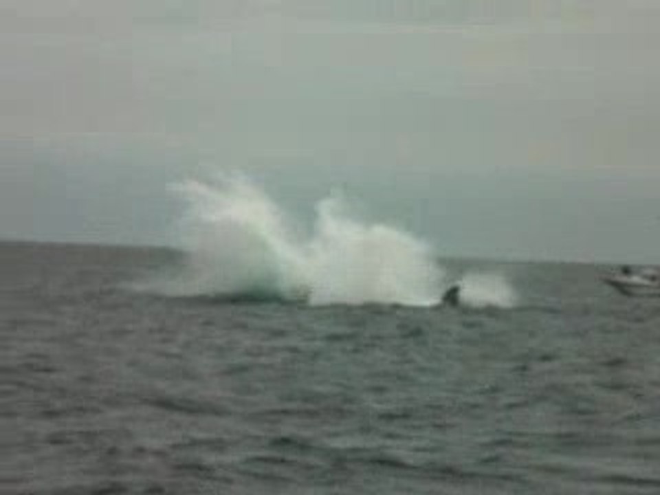 Saut de baleine 1