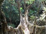 Nohkalikai Falls and Living Root Bridges