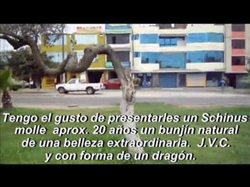 Dragones en el bunjín