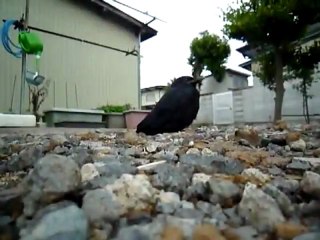 【福島原発】福島で動けなくなった鳥が続出！！放射能の影響が？