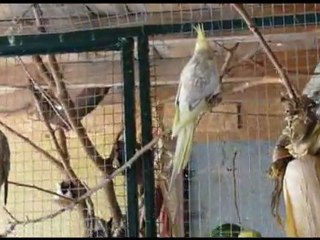 VOLIERE kakariki et callopsittes