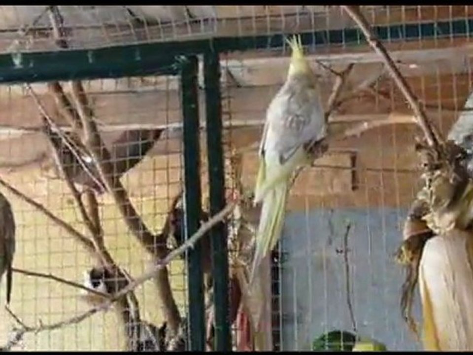 VOLIERE kakariki et callopsittes