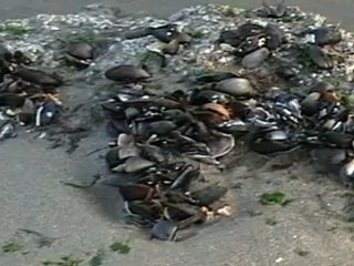 Harry Holland-The Dark Island-CD Romance