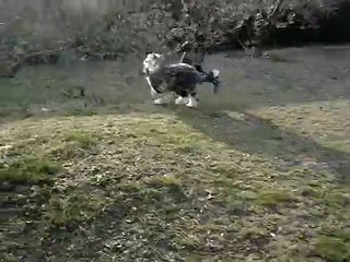 krumble pie of snowboot bears 5 mois.