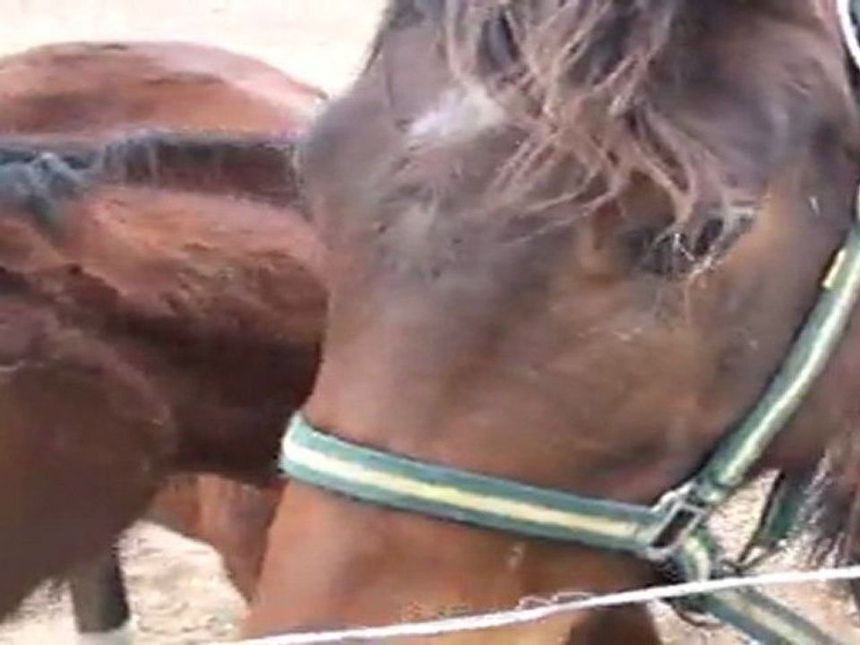 AWAKE AND PRETTY DANS SON PADDOCK