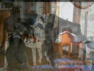 dogue allemand Dogan amputé de la patte arriere