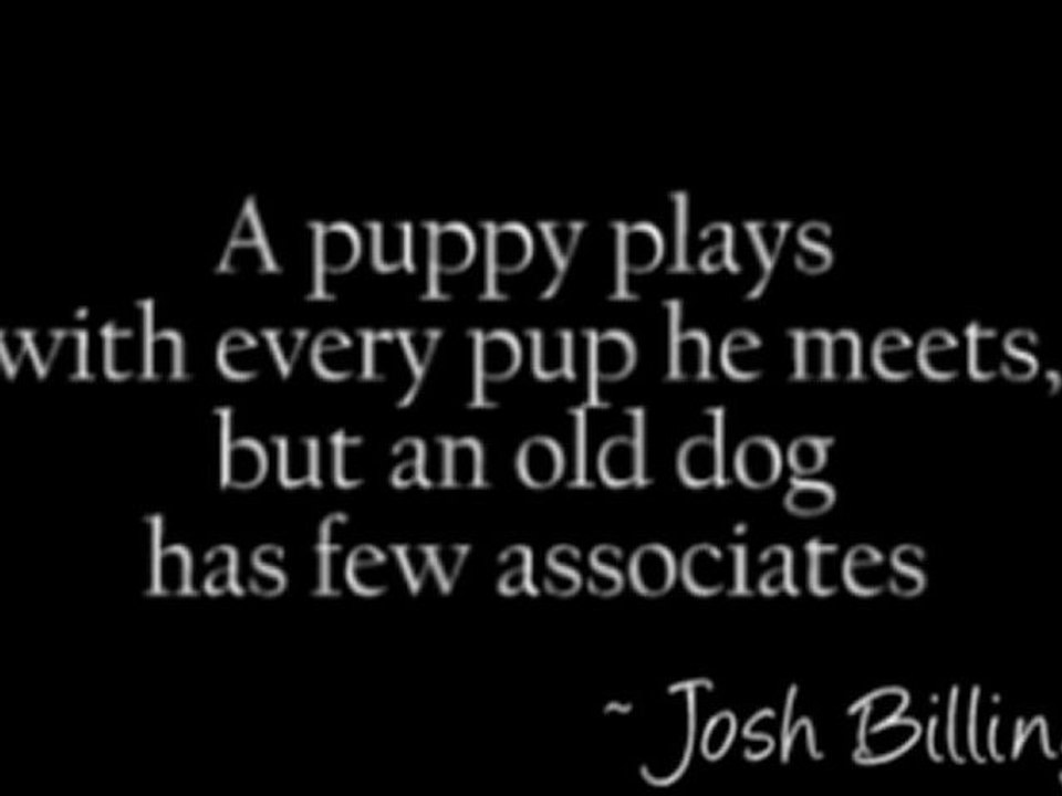 A puppy plays with every pup he meets
