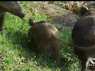 allarme cinghiali vietato nutrirli