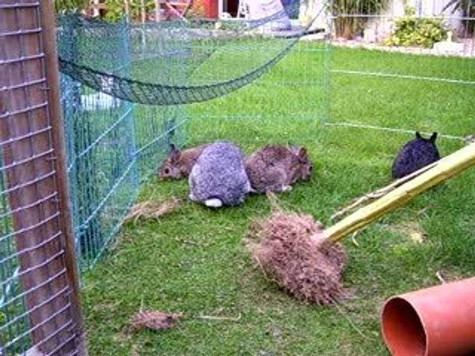 Blässi hört auf MOPPELS Namen...