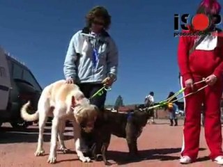Carrera de perros