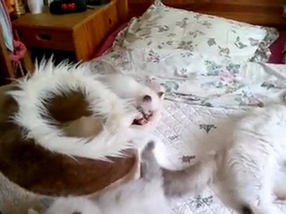 défouloir 1