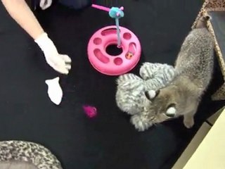 Rufus the Blind Bobcat Kitten