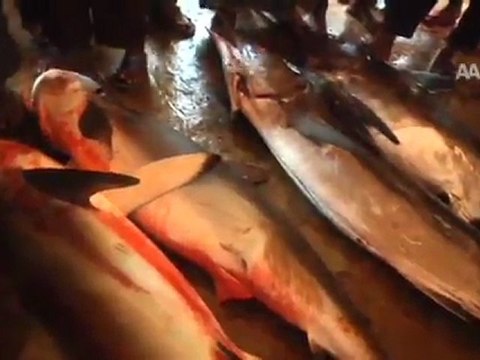 Somali'de balıkçılık