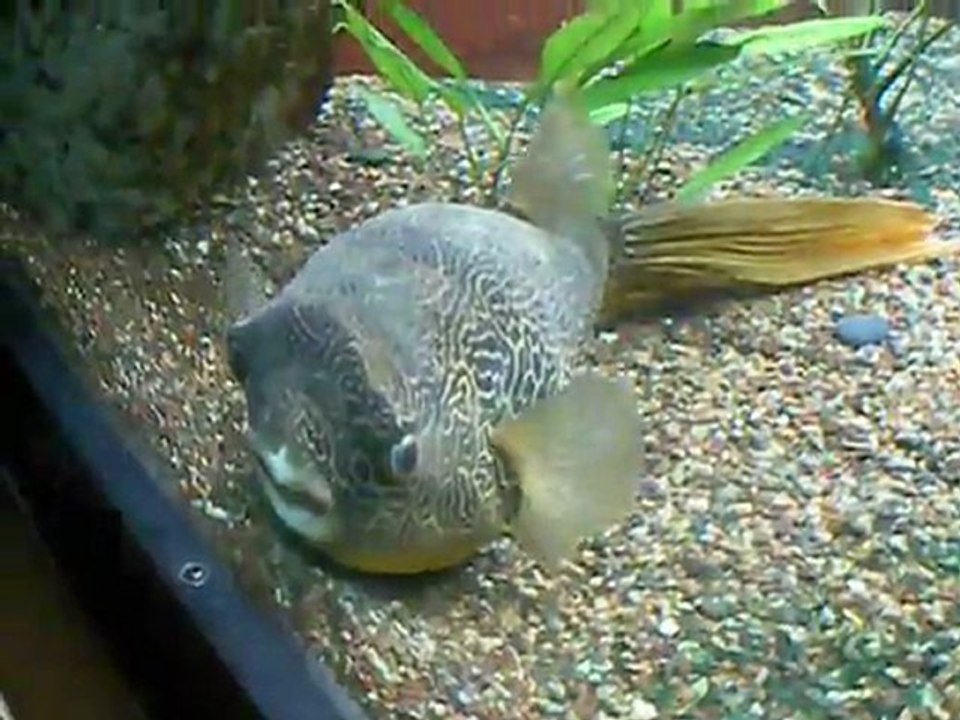 Poisson face plate