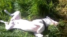 Dogo Morgan using drugs