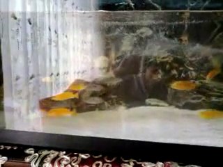 sarı prenses akvaryumum