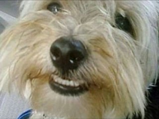 Dog farts then laughs