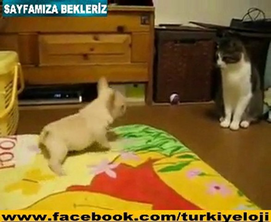 Kedi Çaktırmadan Vuruyor