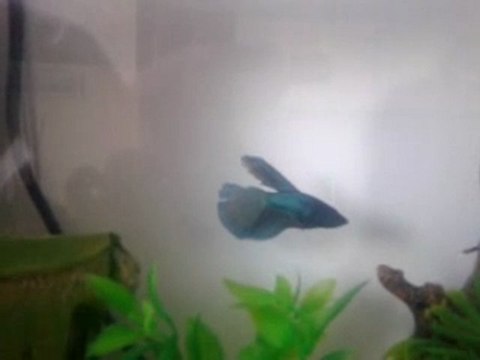 Betta Half Moon
