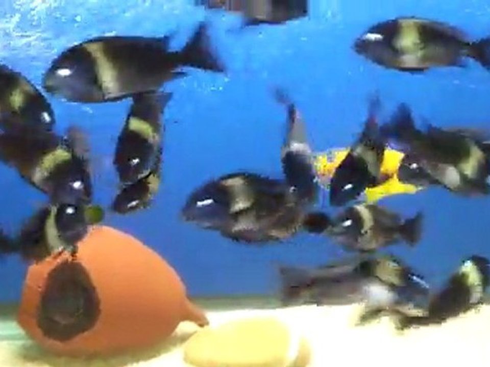 duboisilerim 1