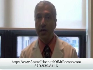Pet Anesthesia – Dog Dental Cleaning Procedure
