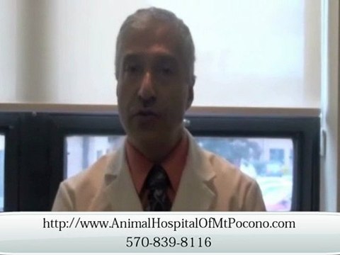 Staff & Facility of a Vet in Animal Hospital of Mt. Pocono