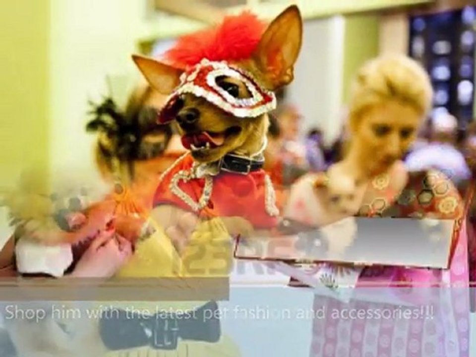 Before Buying Dog Accessories For Your Pet Dog