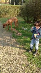 trop de la bulle : ma fille et mon Rhodesian ridgeback!!!