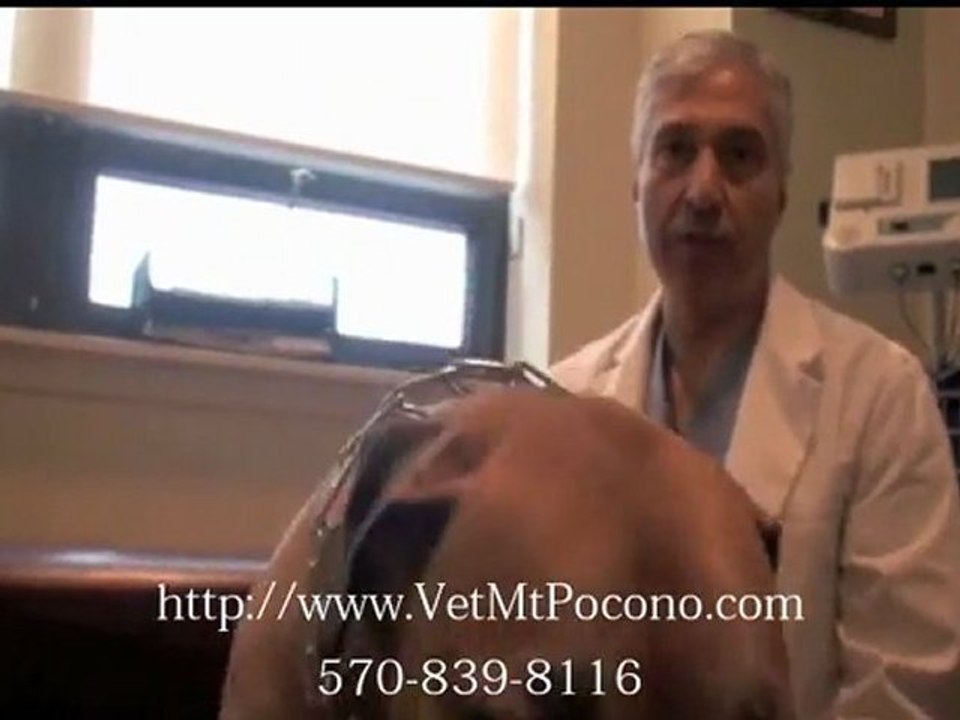 Dog Weight Management for Over Weight Dog