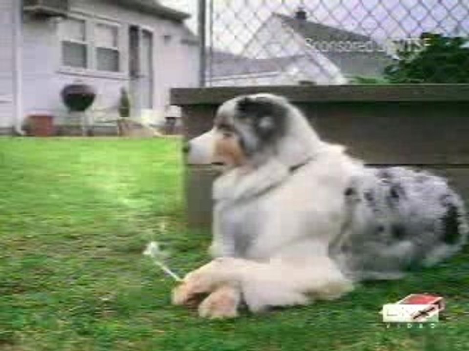 perro fumando