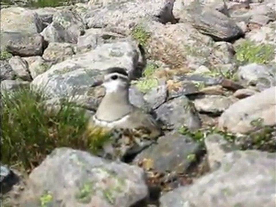 Dotterel - Mornells - Guignards