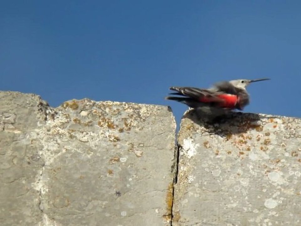 Mauerläufer - Tichodrome - Wallcreeper -Full HD, 1'35''