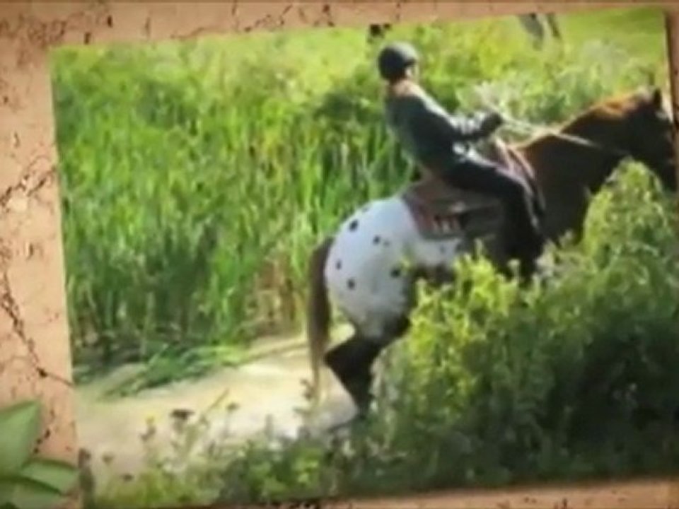 Adventure Horse Riding in NYS video 1.mp4