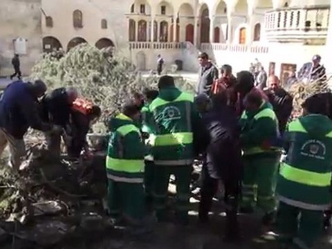 şanlıurfa balıklıgöl de ağaç devrildi