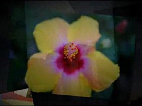 Fujifilm X-Pro 1 16MP Digital Camera Review | Fujifilm X-Pro 1 16MP Digital Camera For Sale