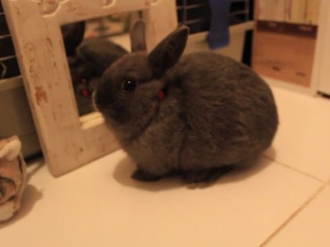 LE PLUS PETIT LAPIN NAIN