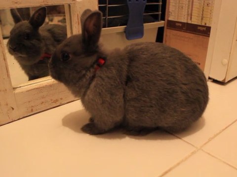 LE PLUS PETIT LAPIN NAIN DANS LE MIROIR