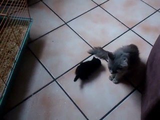 Les premiers pas d'un chaton