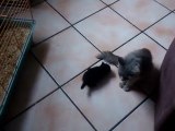 Les premiers pas d'un chaton