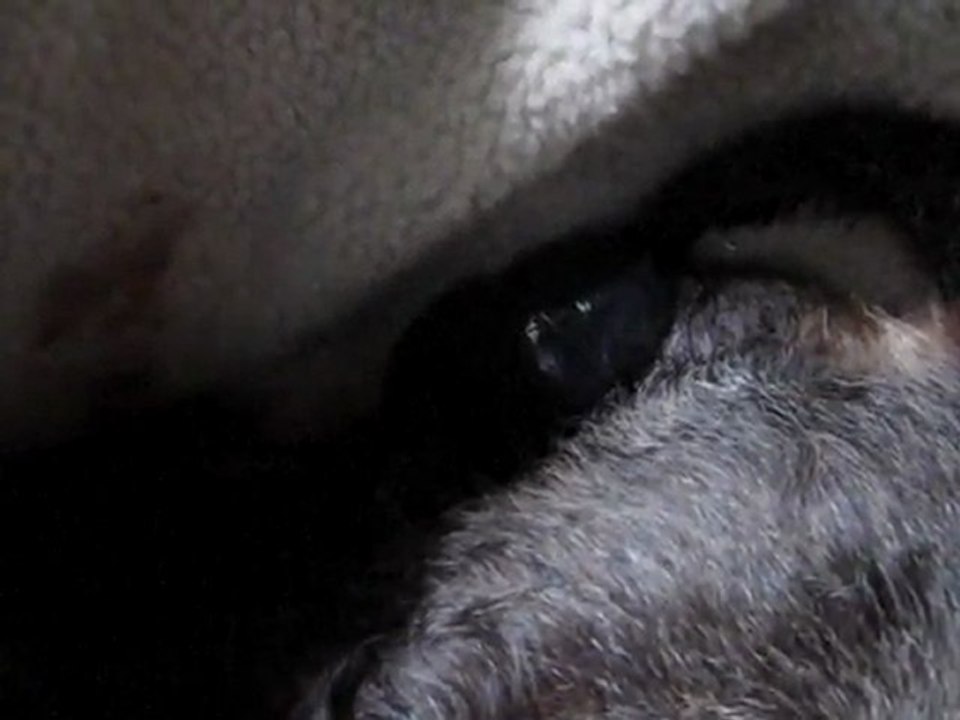 NAISSANCE D'UN TECKEL