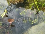 ....Des oeufs....de grenouilles dans mon bassin...........