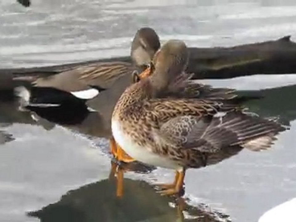 Canard chipeau IV