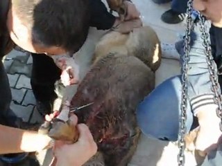 Yaralı Karaca Veteriner tafaından tedavi ediliyor